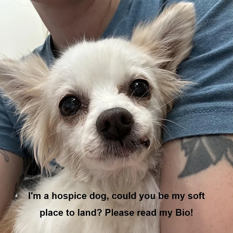 A senior small-sized female White / Cream Papillon dog named Honey for adoption in Bedford, NH