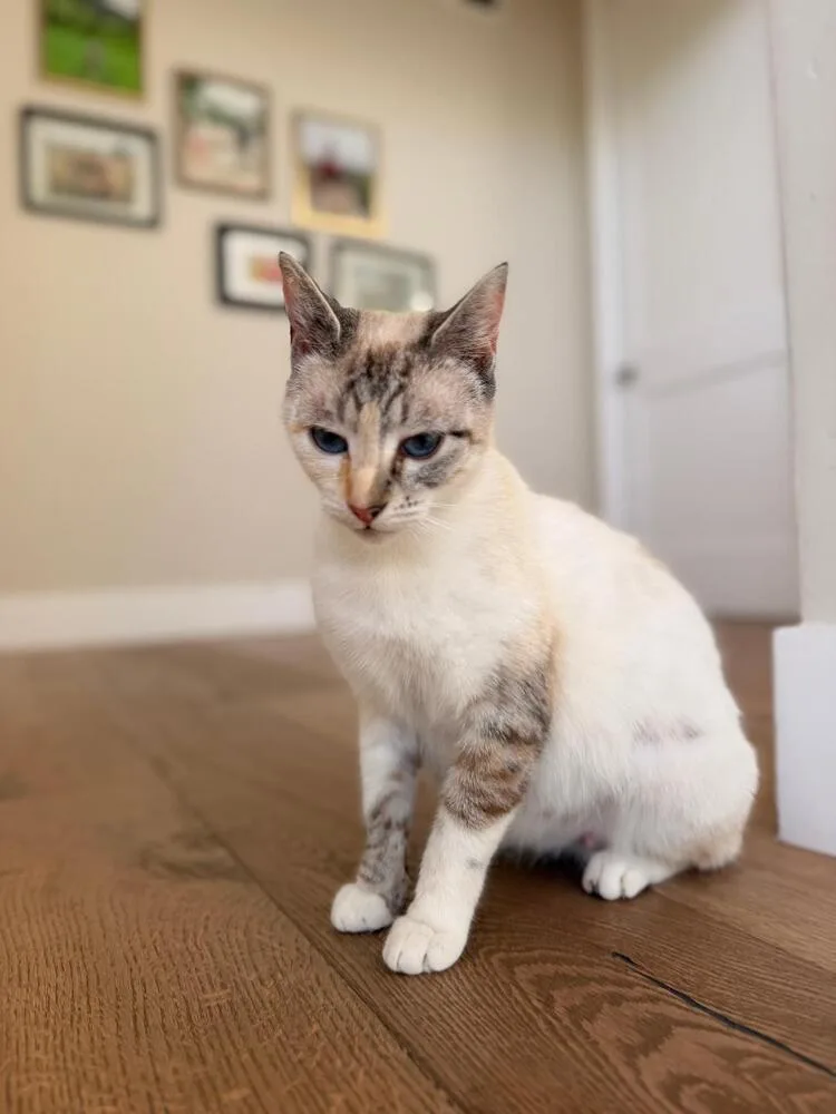 A young medium-sized female Gray / Blue / Silver Siamese cat named Daisy for adoption in Oceanside, CA