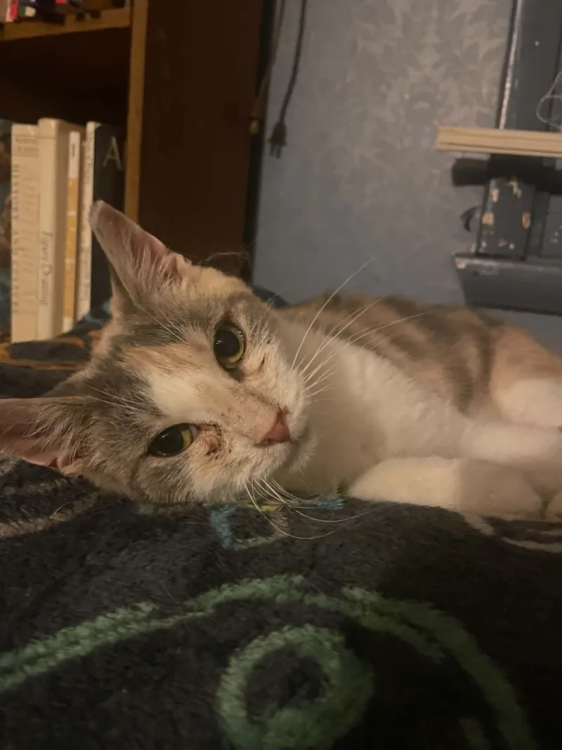 An adult medium-sized female Dilute Calico Domestic Short Hair cat named Fritos for adoption in Penfield, NY