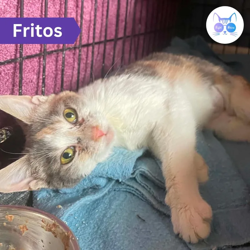 Fritos thumbnail 5