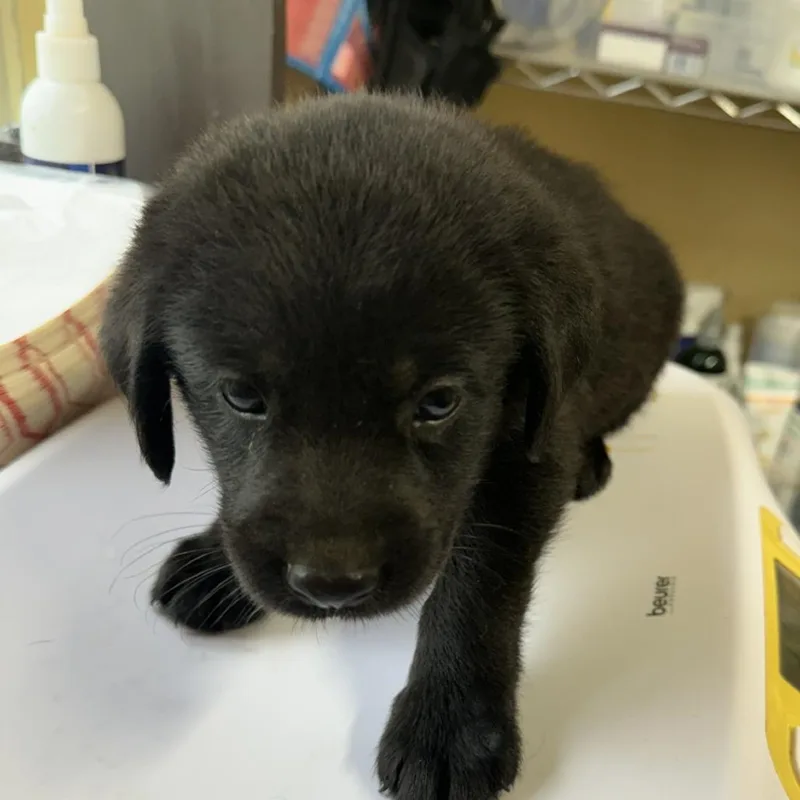 A baby medium-sized male Gray / Blue / Silver Mixed Breed dog named Jed for adoption in Corinth, MS
