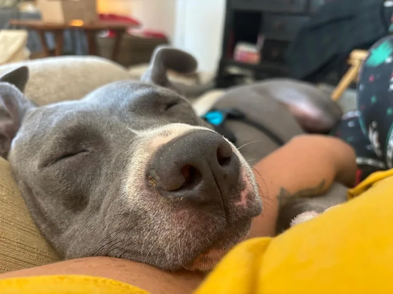An adult large-sized male American Staffordshire Terrier dog named Jaxx for adoption in Princeton, MA