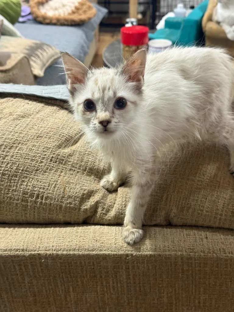 A baby large-sized male Domestic Long Hair cat named Phantom for adoption in warrenville, SC