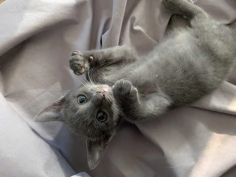A baby small-sized male Russian Blue cat named Atlas for adoption in Calimesa, CA