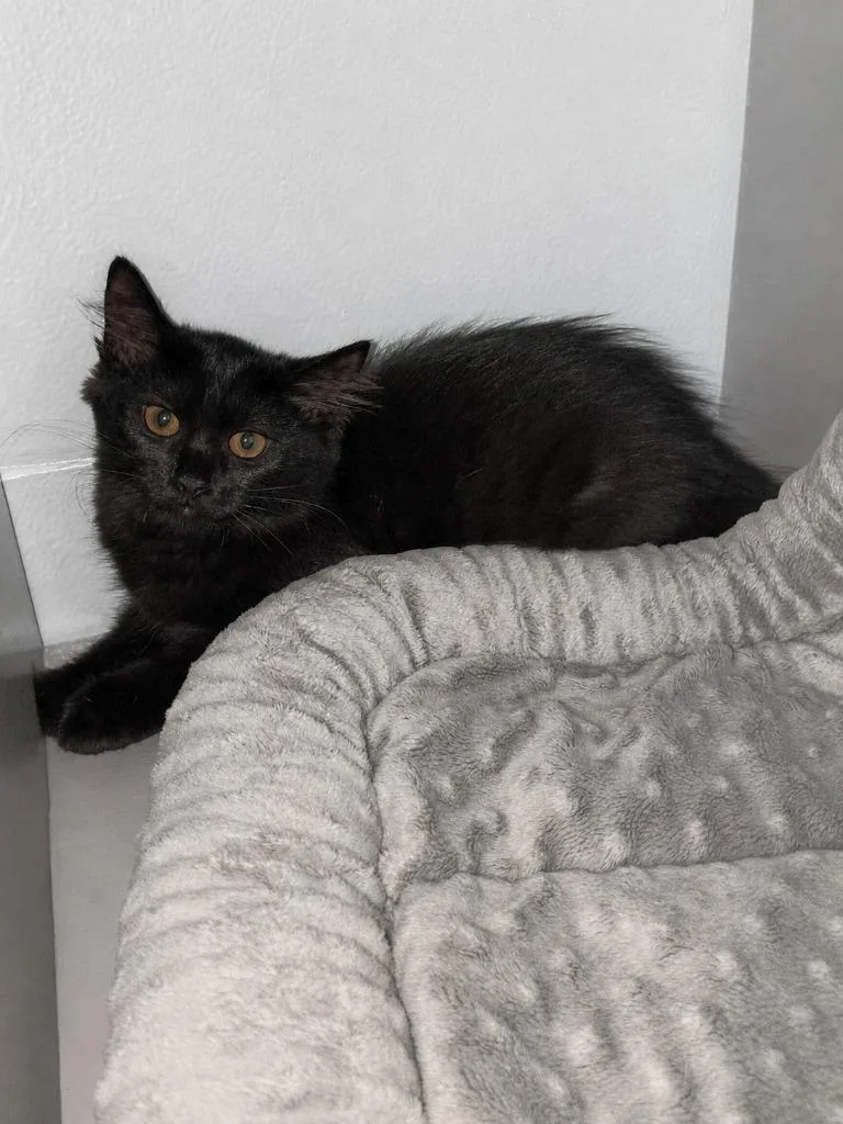 A baby medium-sized female Domestic Short Hair cat named Thorn for adoption in Hamilton, OH