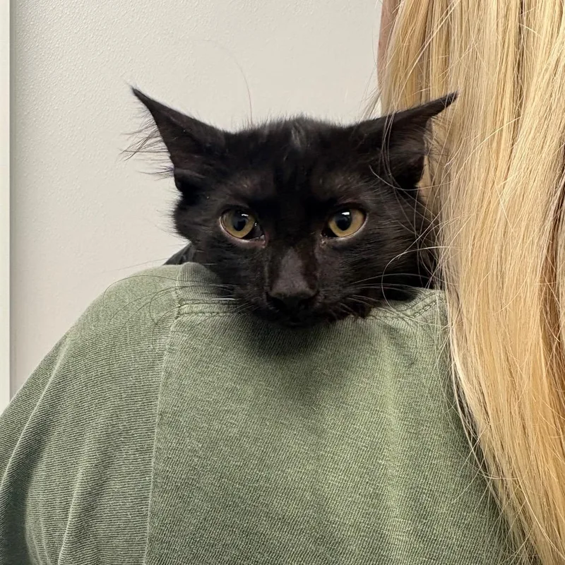A baby small-sized male Black Domestic Short Hair cat named Pax for adoption in Abilene, TX