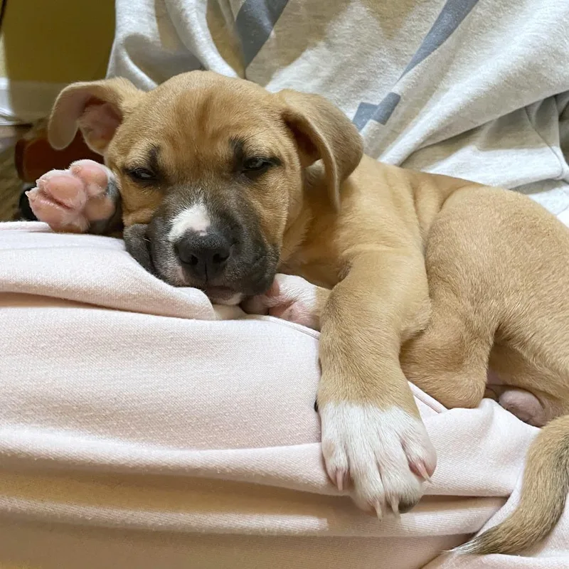 A baby small-sized female Brown / Chocolate Boxer dog named Sorrel for adoption in Woodinville, WA