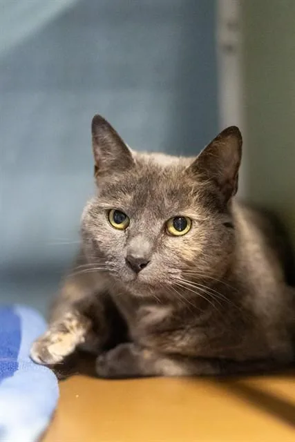 A senior small-sized female Domestic Short Hair cat named Kiki for adoption in Westminster, MD