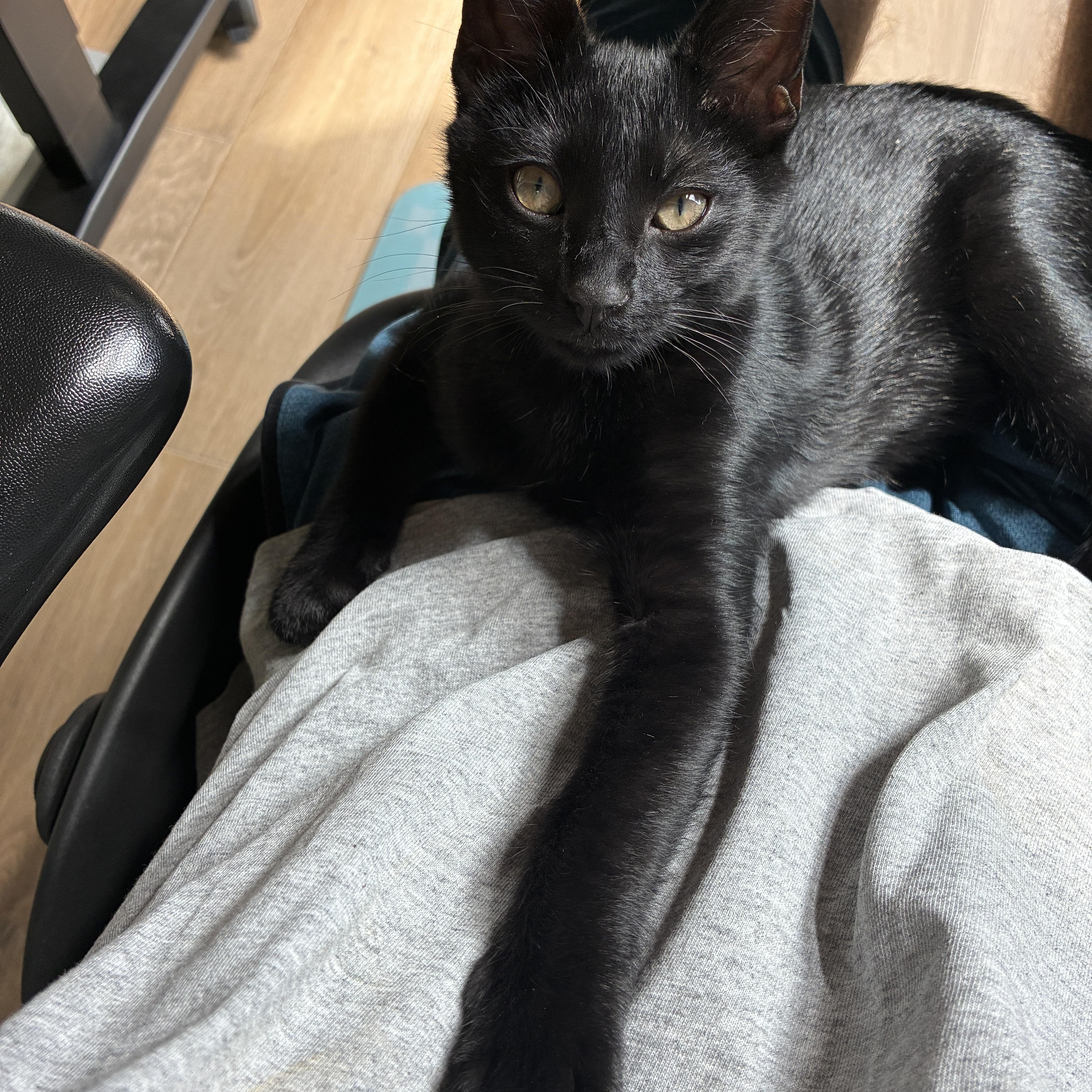 A baby medium-sized male Black Domestic Short Hair cat named Pepper for adoption in Easley, SC