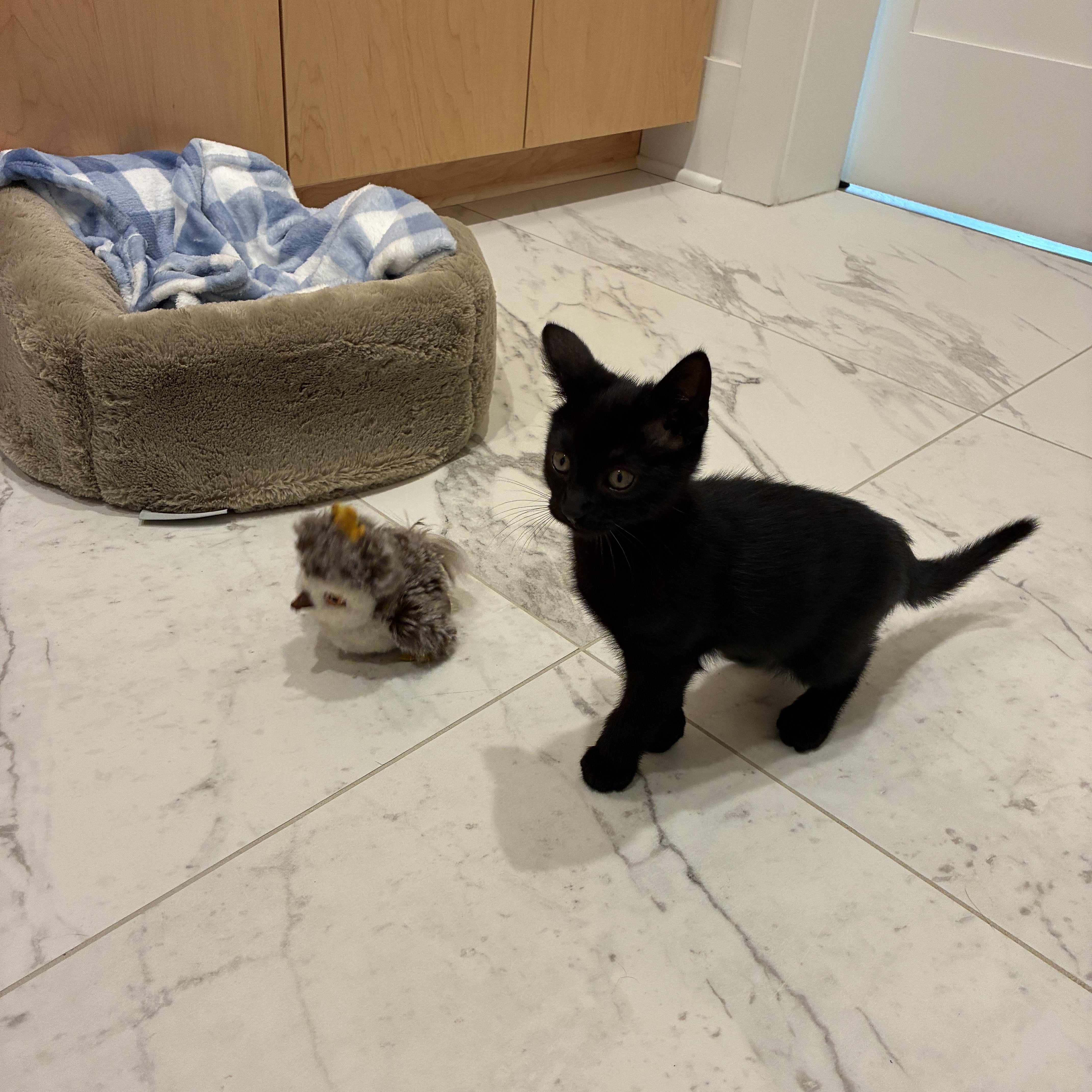 Pepper thumbnail 2