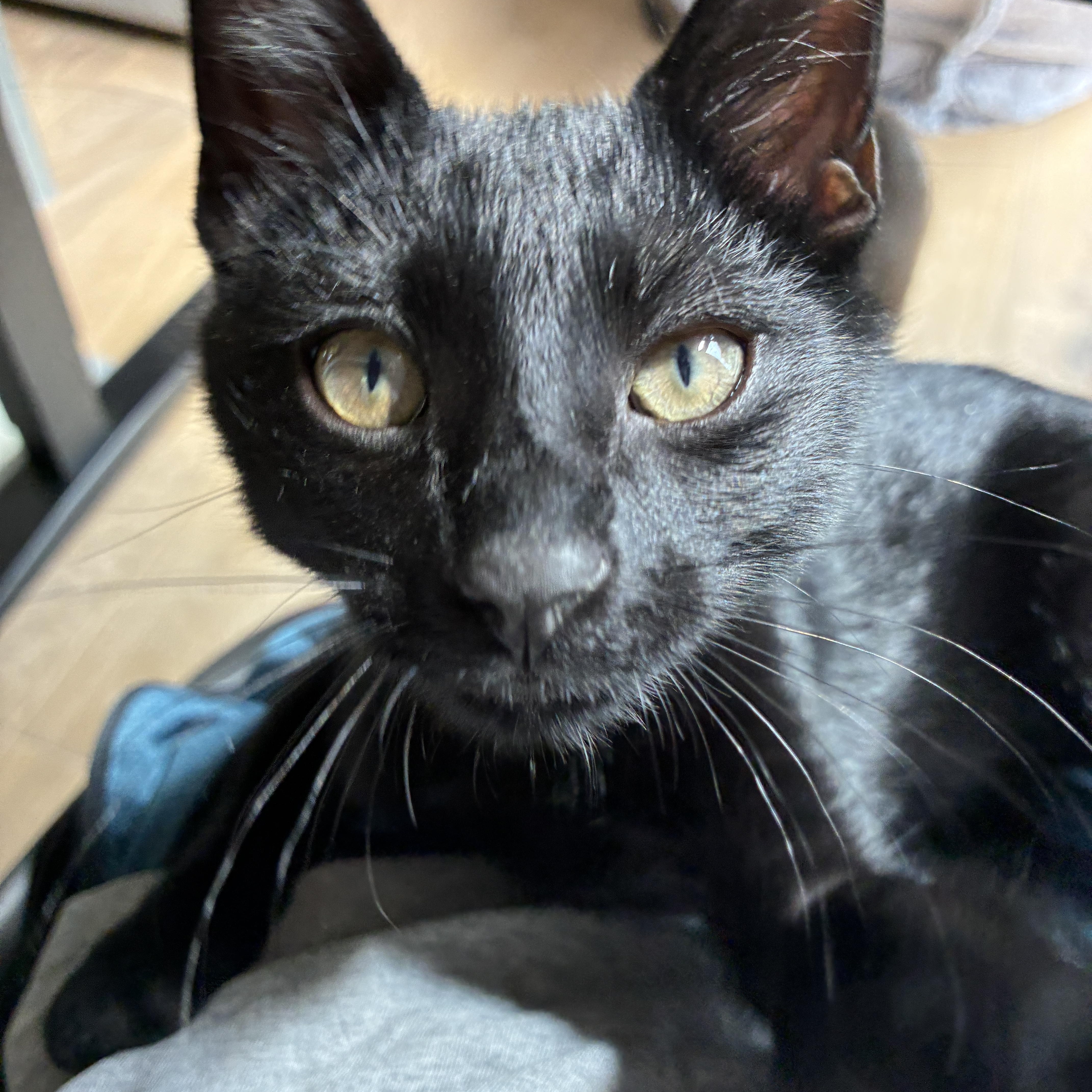 Pepper thumbnail 4