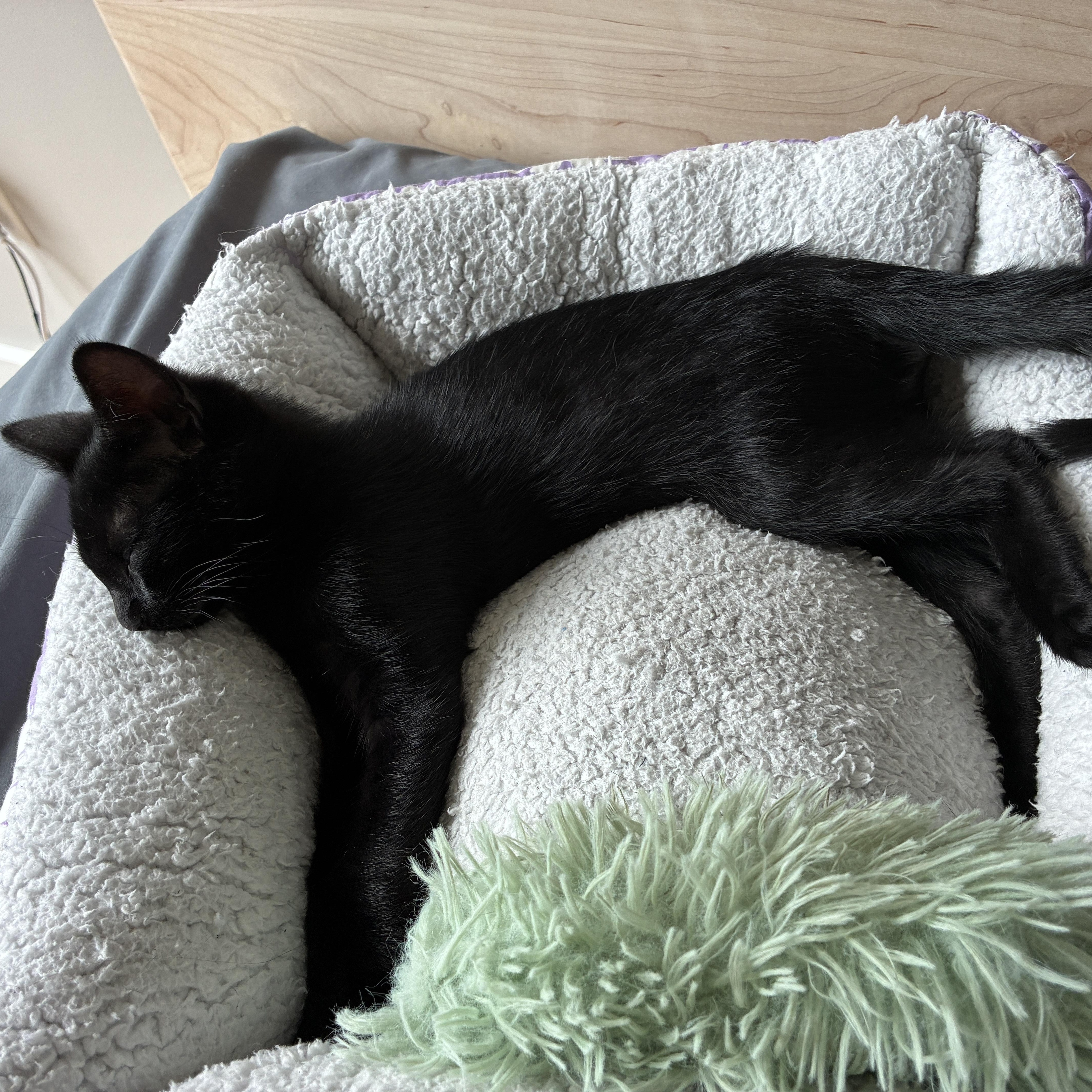 Pepper thumbnail 5