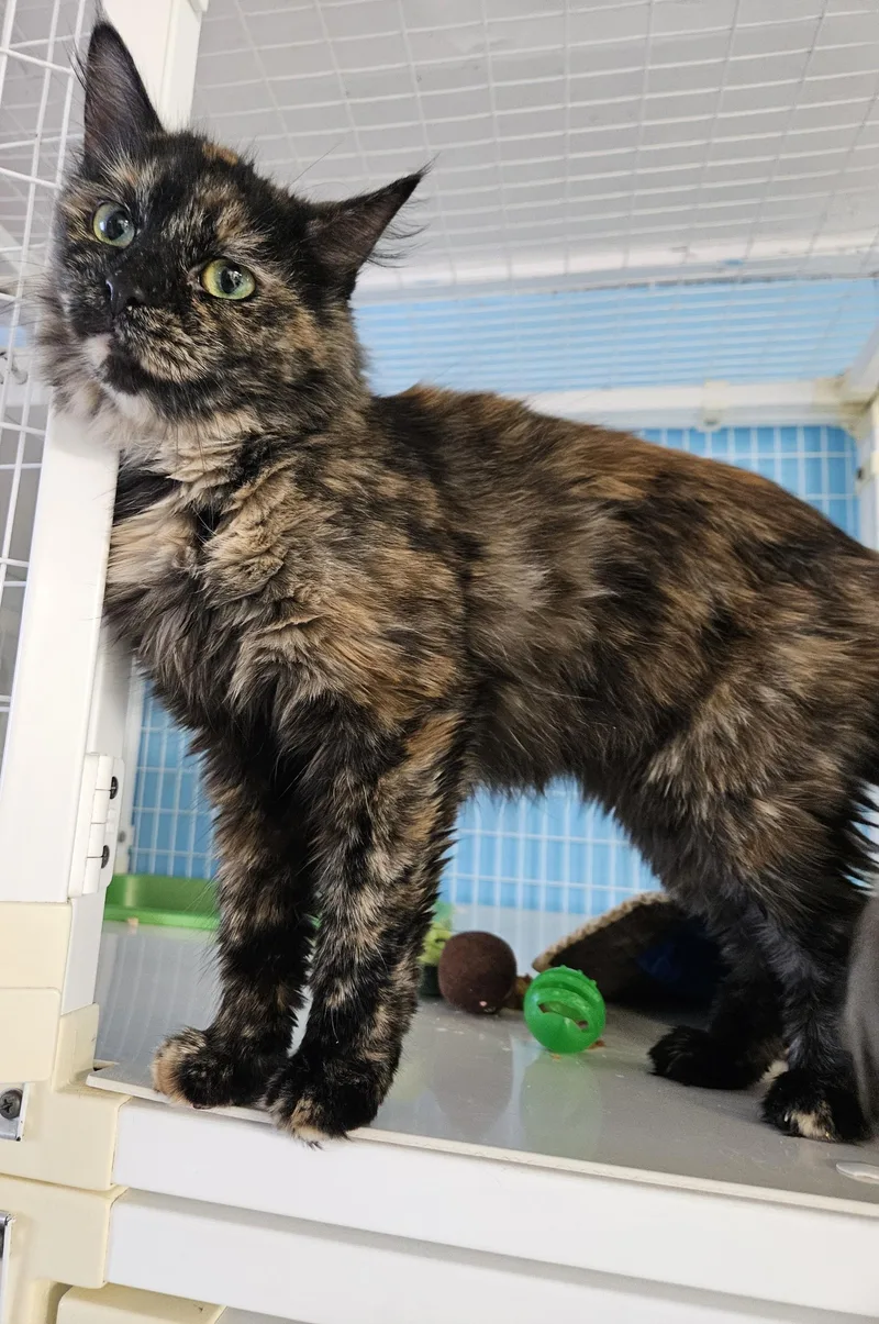 An adult medium-sized female Domestic Long Hair cat named Daiquiri for adoption in Claremont, NH