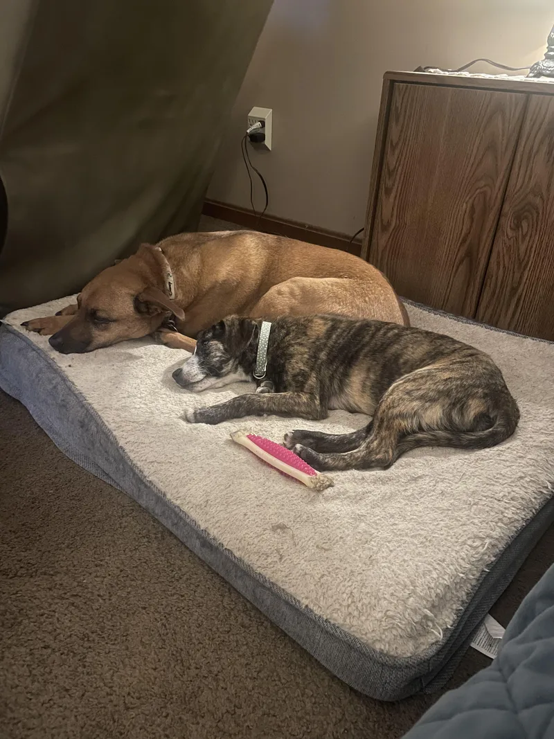 A baby small-sized female Mixed Breed dog named Eclair for adoption in Evansville, IN