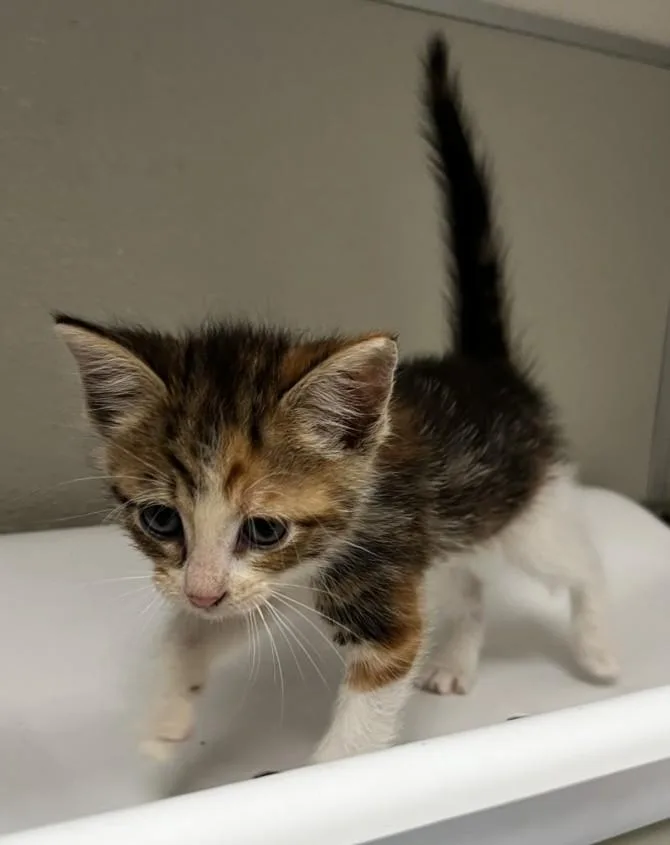 A baby small-sized female Domestic Short Hair cat named Camelia for adoption in Tracy, CA