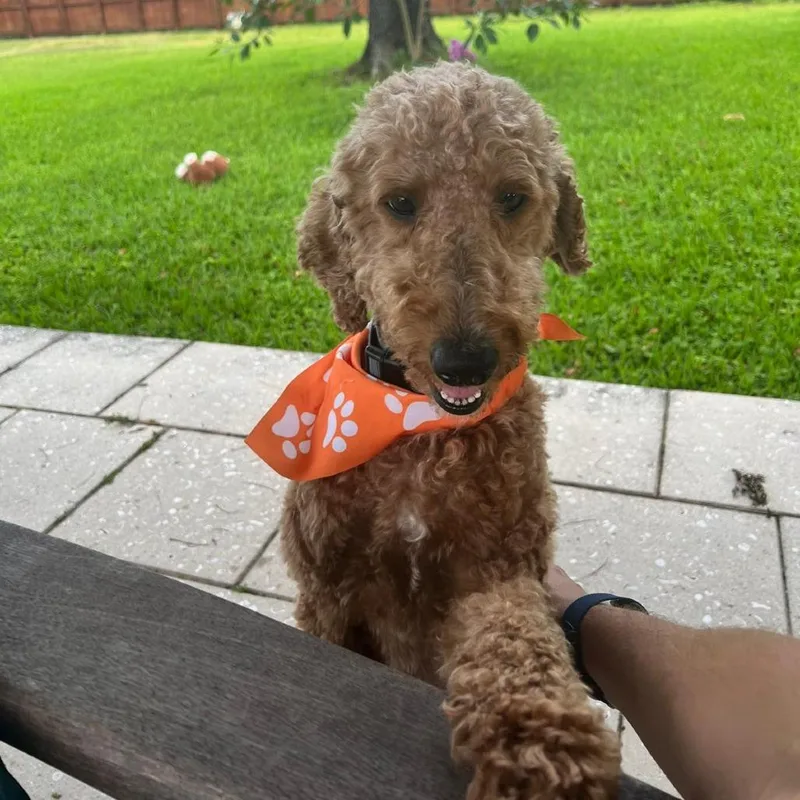 An adult medium-sized male Apricot / Beige Golden Retriever dog named Melo for adoption in Miami, FL