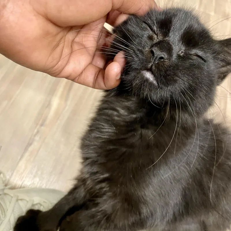A baby medium-sized female Black Domestic Medium Hair cat named Pastela for adoption in Richmond, VA