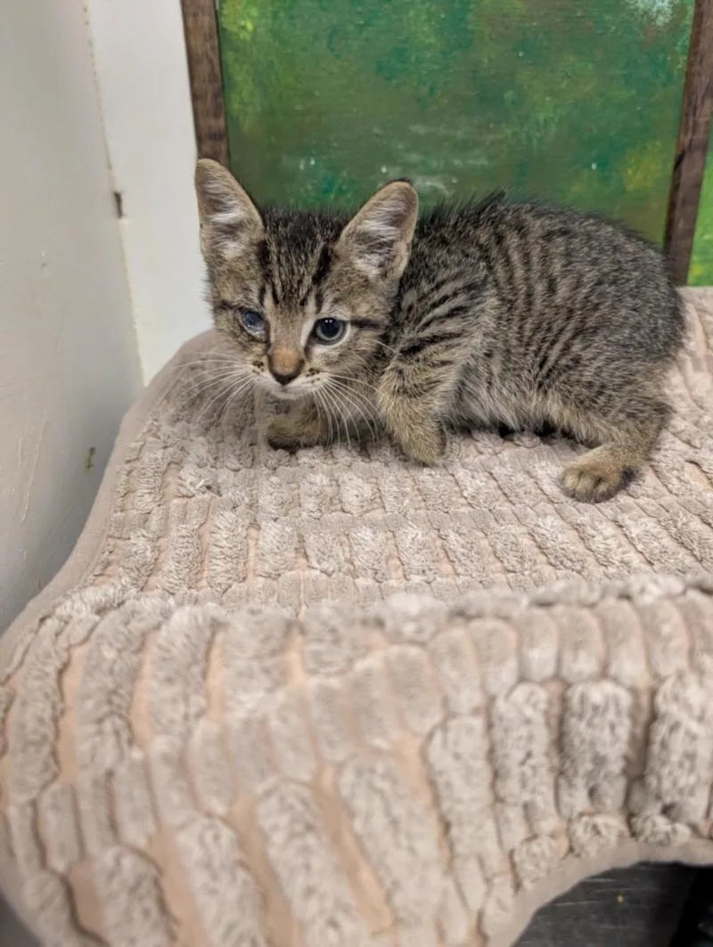 A baby small-sized male Domestic Short Hair cat named Peter for adoption in Houston, TX