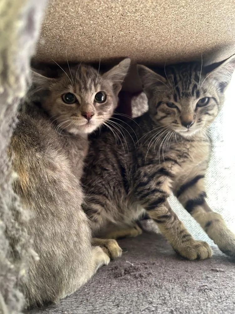 A young small-sized female Domestic Short Hair cat named Felicity for adoption in Ontario, CA