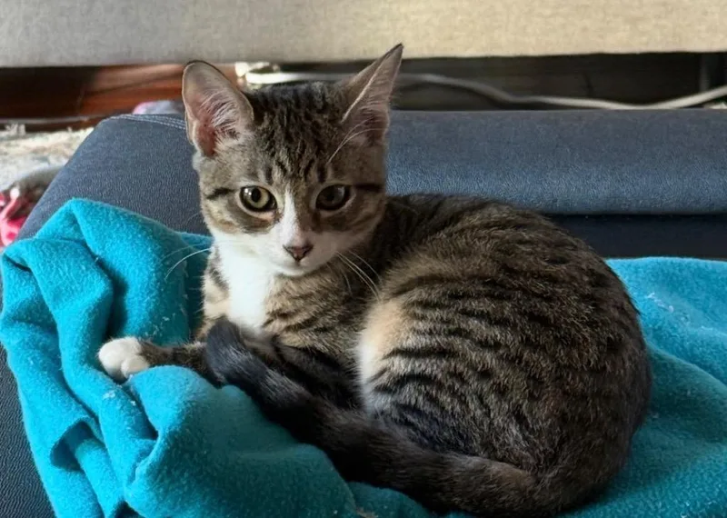 A baby large-sized male American Shorthair cat named Forest for adoption in Darien, GA