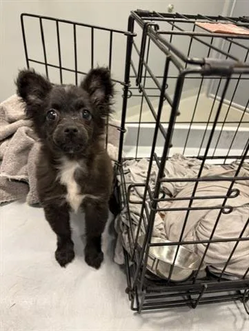 A baby small-sized male Pomeranian dog named Esteban for adoption in San Martin, CA