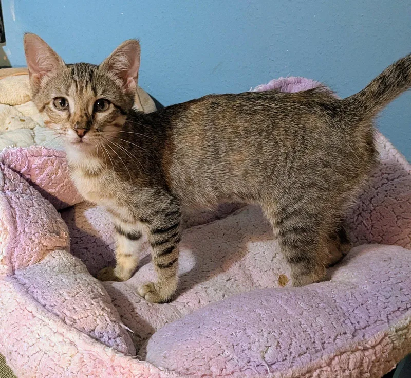 A baby medium-sized female Tabby cat named Indica for adoption in MONTGOMERY, TX