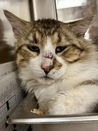 An adult extra large-sized male Buff / Tan / Fawn Domestic Medium Hair cat named Jerry for adoption in Wichita, KS