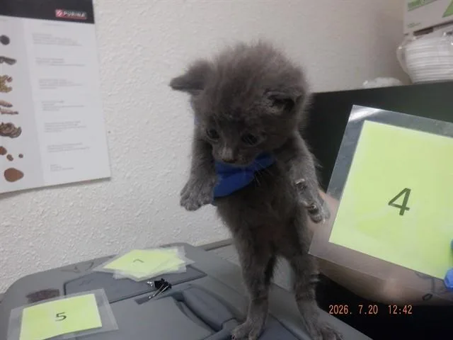 A baby small-sized male Russian Blue cat named Bones for adoption in Oroville, CA