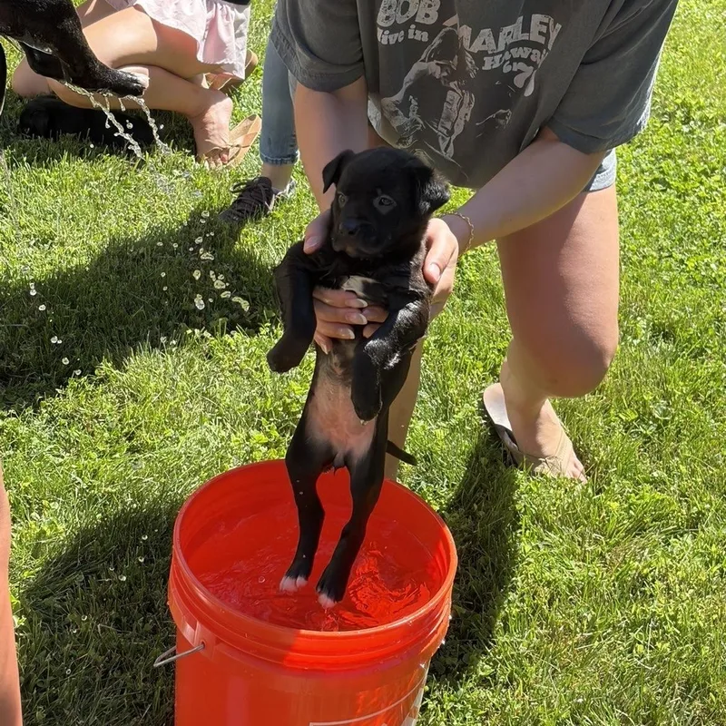 A baby medium-sized female Black Labrador Retriever dog named Star for adoption in Potomac, MD