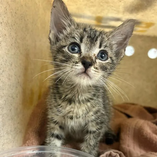 A baby small-sized male Domestic Short Hair cat named Scraps for adoption in Riverside, CA