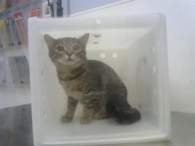 A young small-sized female Domestic Short Hair cat named Alice for adoption in Albuquerque, NM