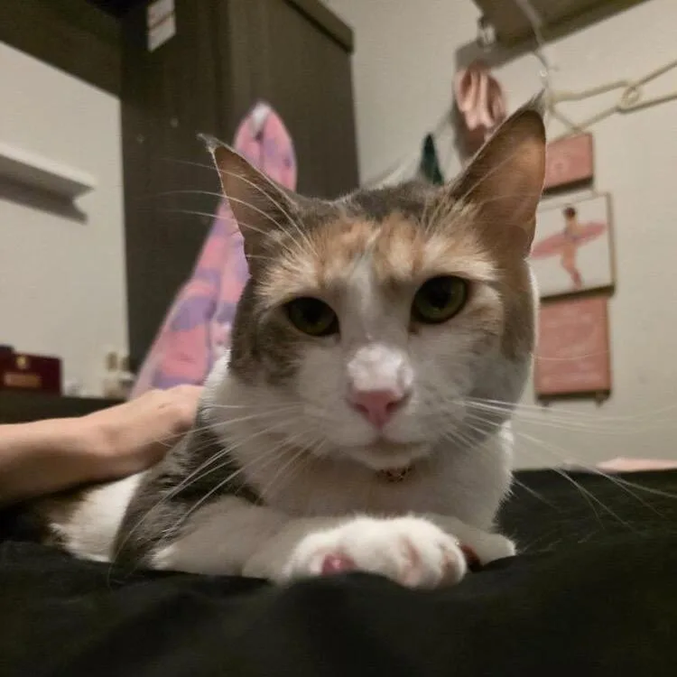 An adult large-sized female Calico Domestic Short Hair cat named Izzy  Cat for adoption in Seminole, FL