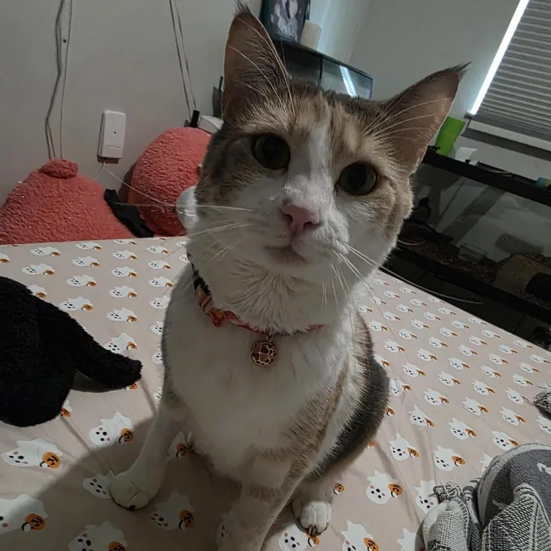 Izzy  Cat thumbnail 2