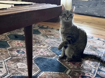 A young medium-sized female Domestic Short Hair cat named Tulip for adoption in Ringoes, NJ