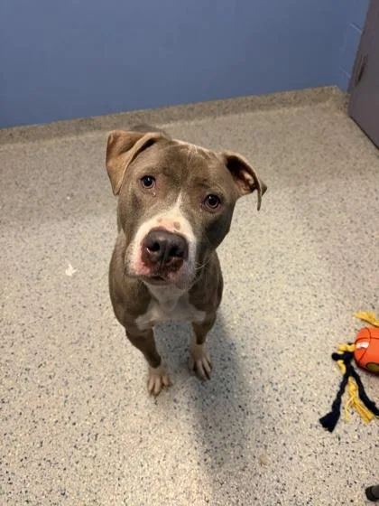 An adult large-sized male Pit Bull Terrier dog named Mako for adoption in Columbus, IN