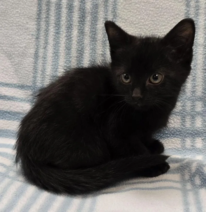 A baby small-sized male Domestic Short Hair cat named Fabio for adoption in Murphysboro, IL