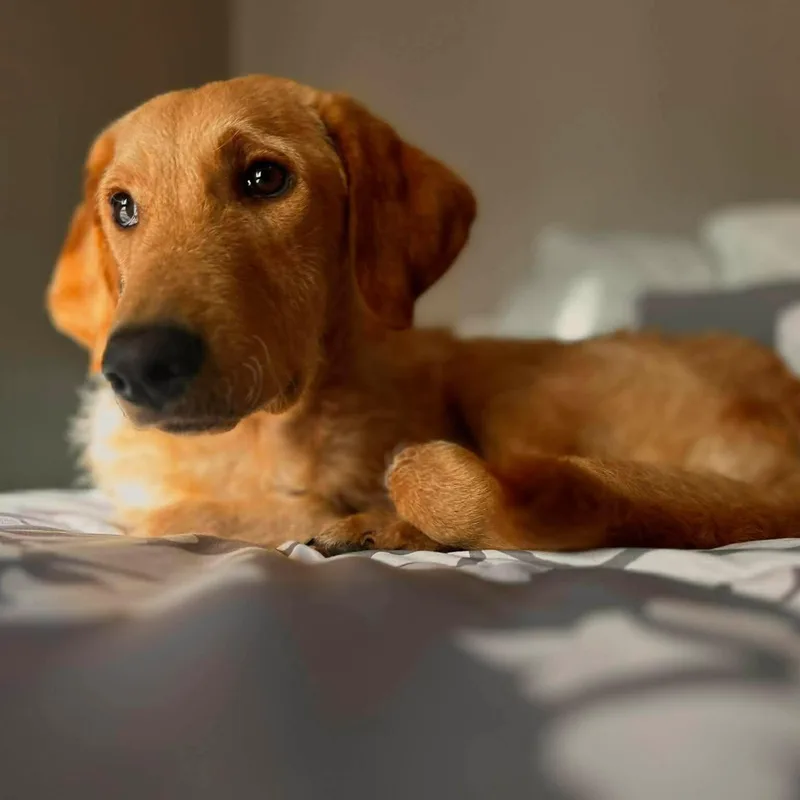 Charlie thumbnail 2