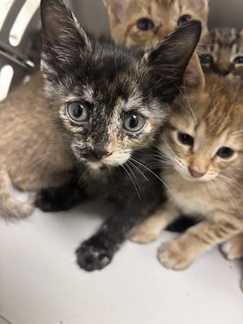 A baby medium-sized female Domestic Short Hair cat named Mili for adoption in Dallas, TX