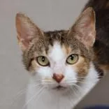 An adult medium-sized female Orange & White Domestic Short Hair cat named Greta for adoption in Hilliard, OH