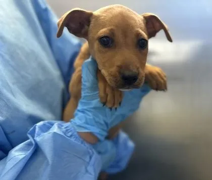 A young small-sized female Terrier dog named Leia for adoption in San Antonio, TX
