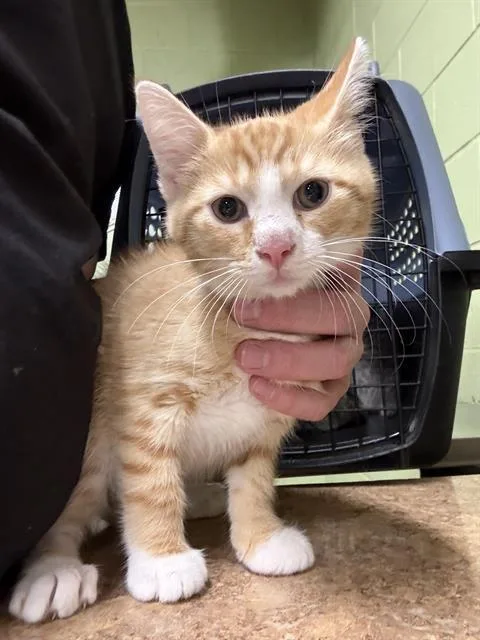 A baby small-sized male Domestic Short Hair cat named Pumpkin for adoption in Indianapolis, IN