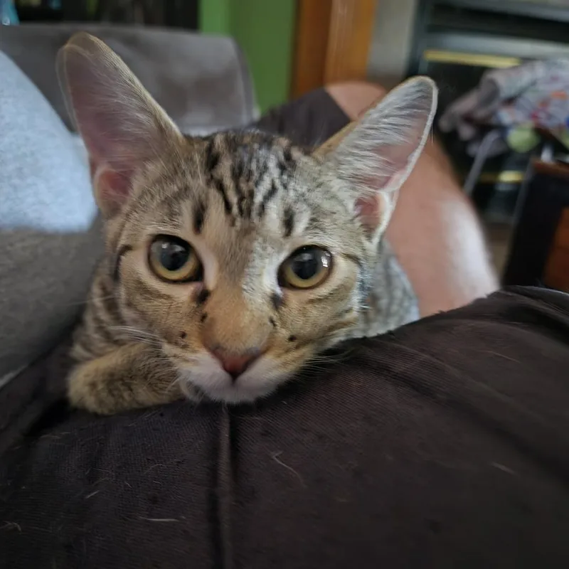 Ice Spice thumbnail 2