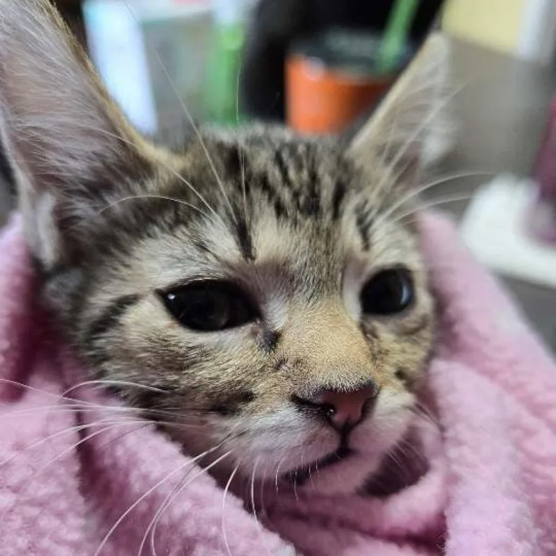 Ice Spice thumbnail 3