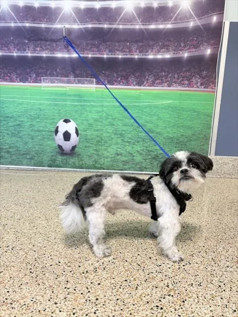 A young small-sized male Maltese dog named Ozzie for adoption in Miami, FL