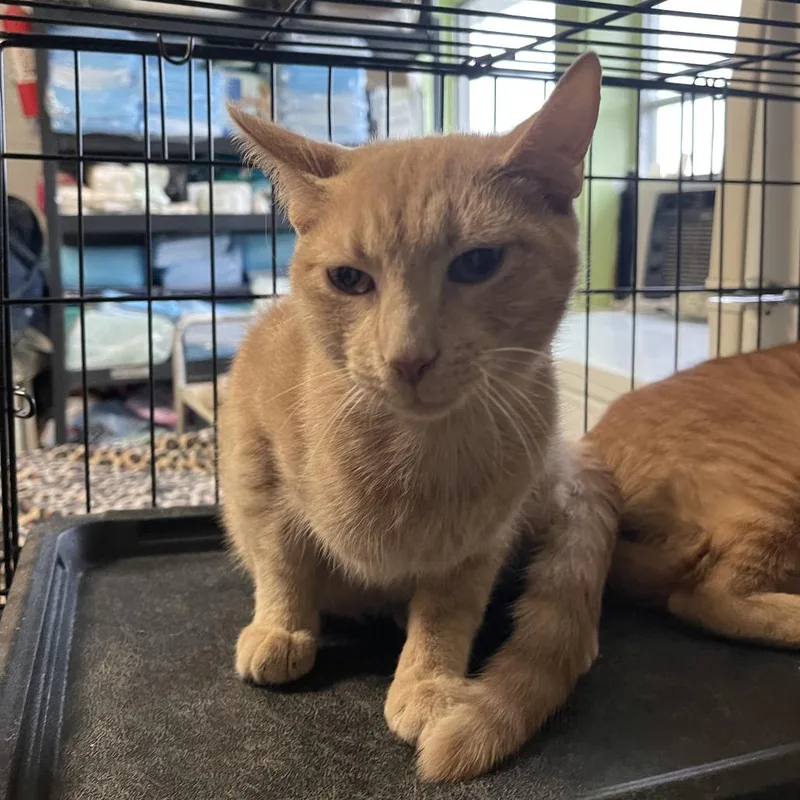 A baby small-sized male Buff / Tan / Fawn Domestic Short Hair cat named Sam for adoption in Eufaula, AL