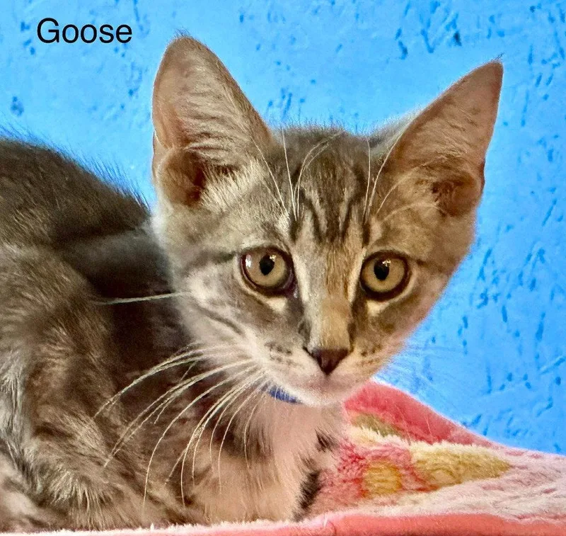 Goose