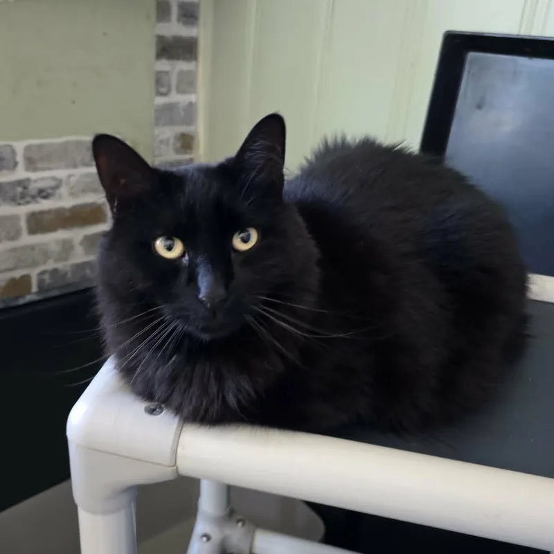 An adult large-sized female Black Domestic Long Hair cat named Lorelei for adoption in Huntington, NY