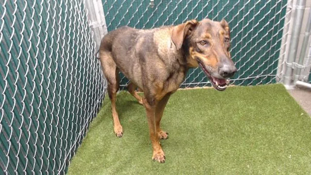 An adult medium-sized male Doberman Pinscher dog named Freddy for adoption in Downey, CA