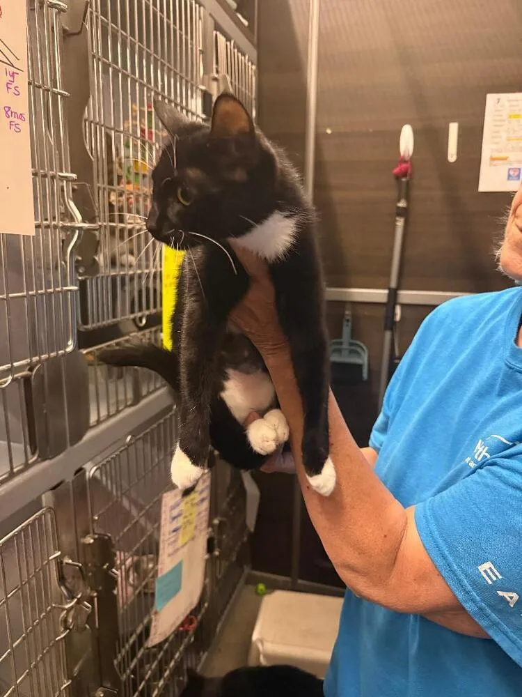 A baby medium-sized female Black & White / Tuxedo Domestic Short Hair cat named Lila for adoption in Breinigsville, PA
