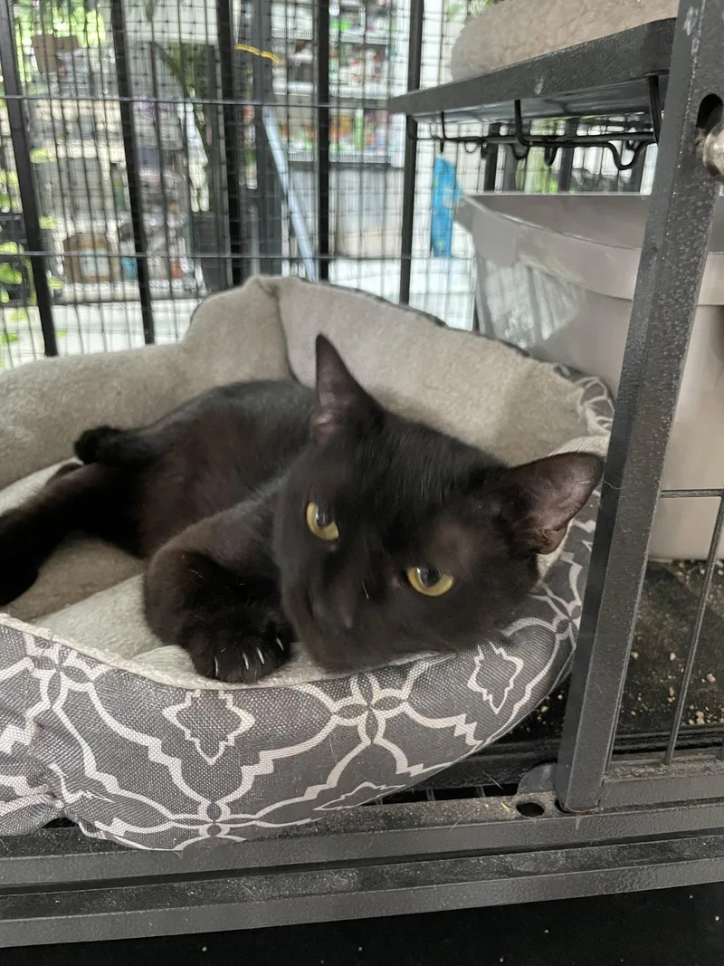 An adult medium-sized female Black Domestic Short Hair cat named Spice for adoption in Locust Grove, VA